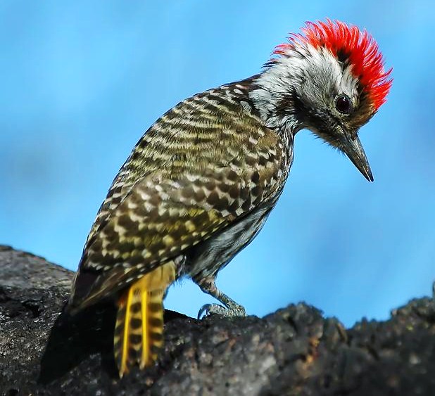 Flowers with Cardinal Woodpecker Panel